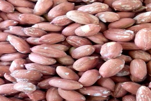 پایان برداشت بادام زمینی در گیلان با ارزش اقتصادی 770 میلیارد تومان