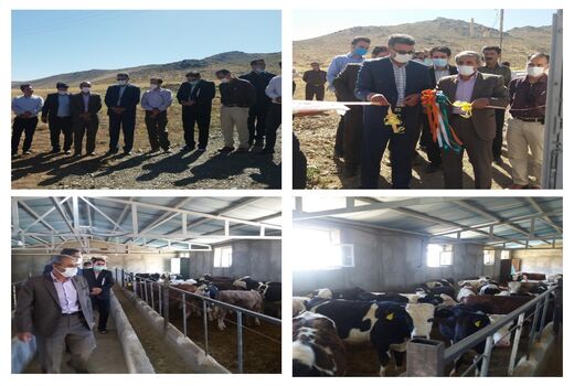افتتاح طرح پرواربندی گوساله 50 راسی در روستای کنگره