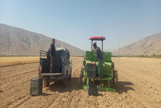 نخستین کشت مکانیزه زعفران در استهبان اجرا شد