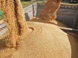 خرید 9408 تن نهاده دامی از سامانه بازارگاه 