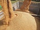 خرید 9408 تن نهاده دامی از سامانه بازارگاه 