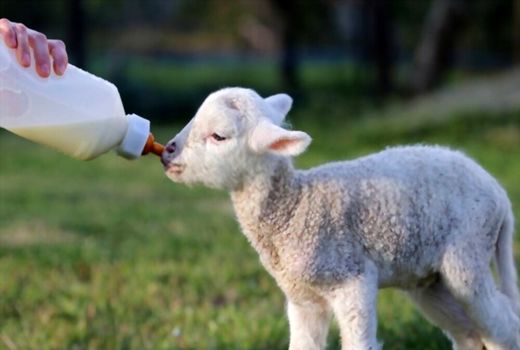 آموزش رعایت اصول بهداشت و مدیریت مبارزه با تب برفکی در خرمشهر