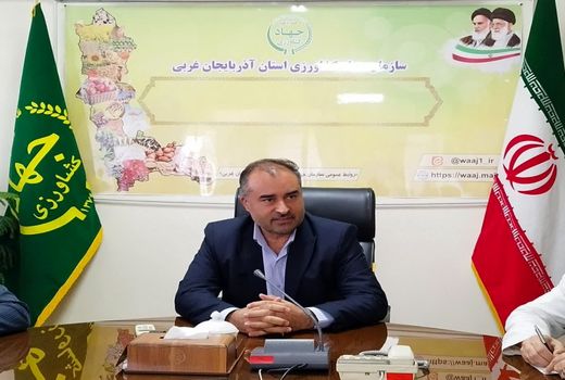 آغاز برداشت گوجه فرنگی از مزارع آذربایجان غربی