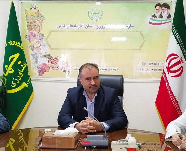 آغاز برداشت گوجه فرنگی از مزارع آذربایجان غربی