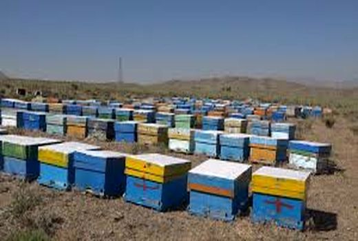 انجام طرح سرشماری زنبورستان‌ها در مهرماه