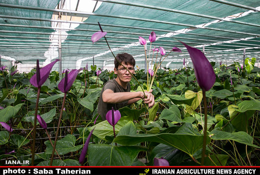 کاهش 70 درصدی مصرف انرژی با مکانیزاسیون 

