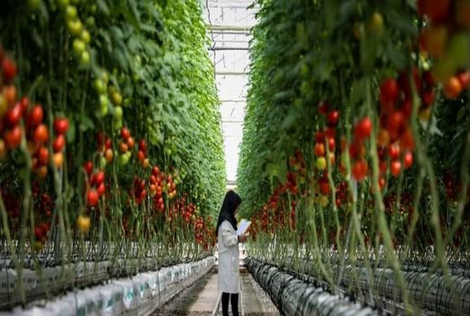 ضرورت آموزش و تربیت نیروهای متخصص تولید محصولات گلخانه‌ای 