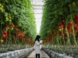 ضرورت آموزش و تربیت نیروهای متخصص تولید محصولات گلخانه‌ای 