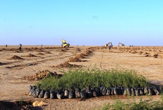 کاشت 49 میلیون نهال در عربستان تا سال 2030