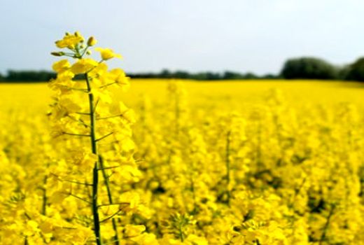 اعطای یارانه جهت حمایت از کلزاکاران