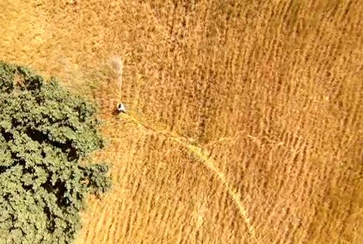 550هکتار از اراضی زراعی شهرستان خانمیرزا علیه آفت ملخ سمپاشی شد