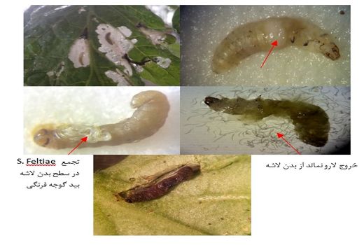 «مهار زیستی بید گوجه فرنگی توسط نماتد بیمارگر حشرات» 