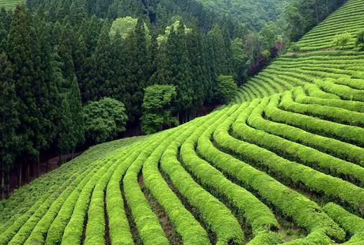 پرداخت یک هزار و 130 میلیارد تومانی کارخانجات به چایکاران کشور