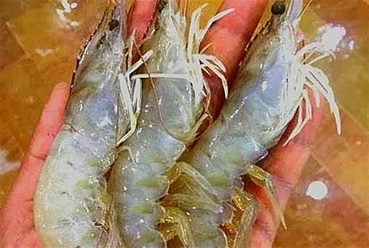 صادرات ۱۵۰۰ تن انواع آبزیان از بوشهر به کشورهای مختلف