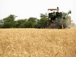 به کارگیری بیش از 240 دستگاه کمباین و دروگر در عملیات برداشت گندم و جو