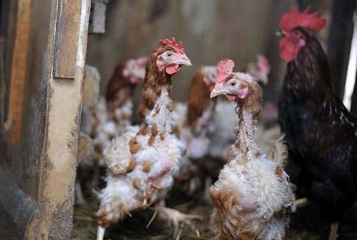 پرریزی مصنوعی و طبیعی؛ دو مسیر متفاوت در مدیریت طیور