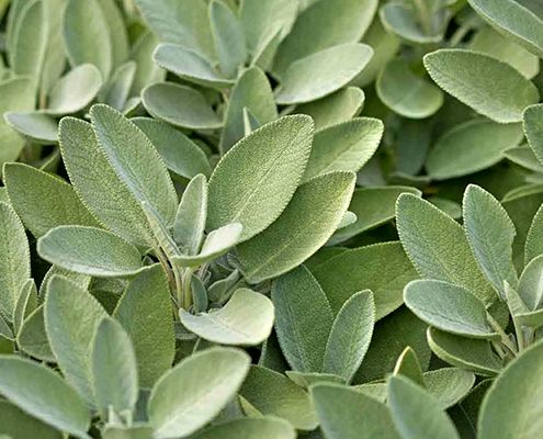 پیش‌بینی برداشت 12.5 تن مریم گلی در بیضا