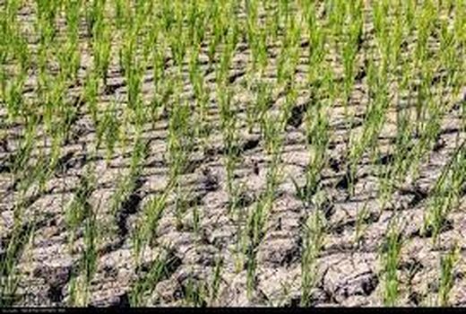 ۱۲۰۰ هکتار اراضی برنج خراسان شمالی به دلیل خشکسالی از کشت باز ماند