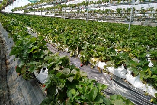 شهرضا قطب صادرات محصولات گلخانه‌ای در استان اصفهان است