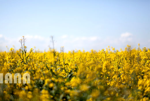 برداشت 4.7 تن کلزا در هر هکتار در تناوب با کشت گندم