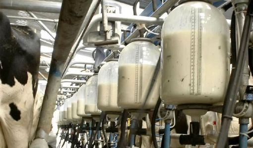 رشد ۱۶ درصدی تولید شیر خام در استان قزوین طی ۹ ماهه سال 1404