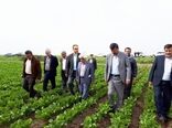 گلستان دومین تولید کننده چغندرقند پاییزه کشور