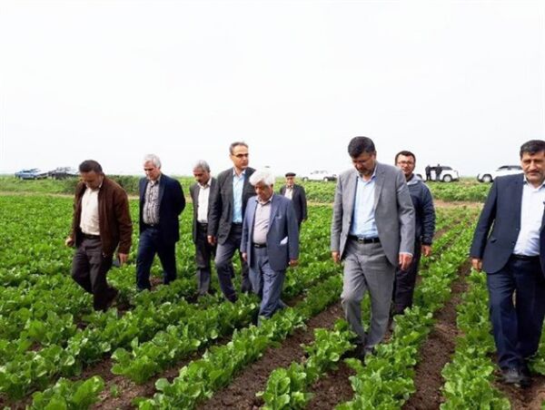 گلستان دومین تولید کننده چغندرقند پاییزه کشور