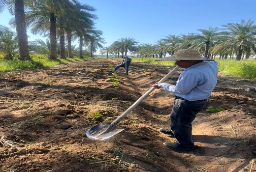 کشت و توسعه ارقام تجاری انگور به روش داربستی در کارون