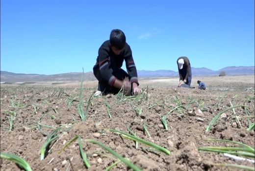 آغاز کاشت پیاز در شهرستان بوئین میاندشت