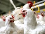 بازار پرتلاطم مرغ آرام گرفت