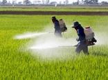 توزیع 95 هزار تن کود کشاورزی در مازندران