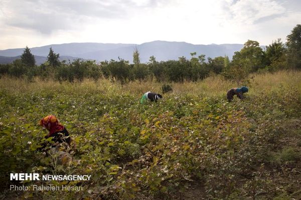 ۱۲۰۰ تن پنبه از مزارع آران و بیدگل برداشت شد