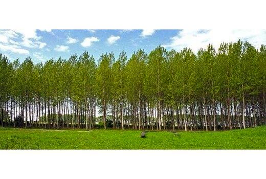 زراعت چوب در 26 هکتار اراضی آمل/ توزیع 23 هزار نهال رایگان