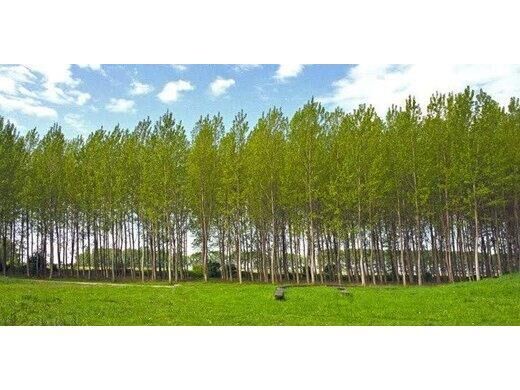زراعت چوب در 26 هکتار اراضی آمل/ توزیع 23 هزار نهال رایگان