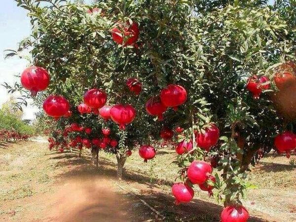  برداشت  1000تن انار در چهارمحال و بختیاری