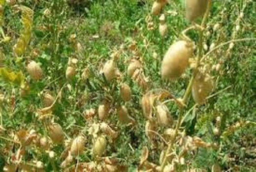 آشنایی با اصول صحیح آبیاری محصولات تابستانه در حمیدیه