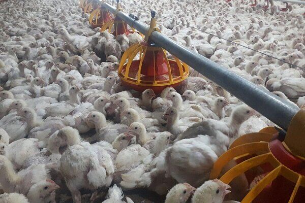 کشف بیش ۷ تن مرغ زنده قاچاق در دره شهر