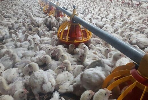 کشف بیش ۷ تن مرغ زنده قاچاق در دره شهر