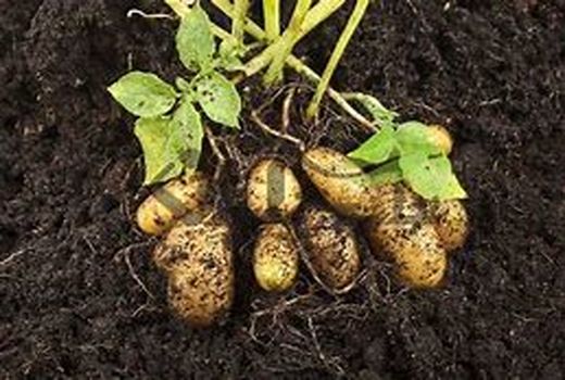 ایران در تولید بذر سیب‌زمینی خودکفا شد