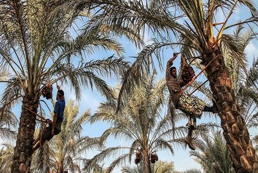 ارائه توصیه‌های لازم در راستای کشت جایگزینی پاجوش نخیلات در آبادان