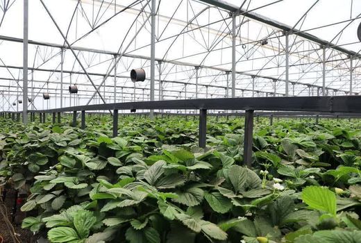 تولید سالانه بیش از ۱۰ هزار تن محصولات گلخانه‌ای در قزوین