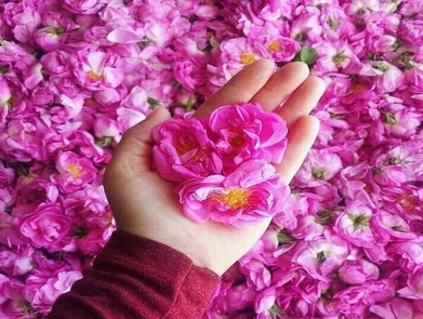 صدور موافقت اصولی برای احداث ۶ واحد فرآوری گل محمدی 