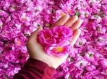 صدور موافقت اصولی برای احداث ۶ واحد فرآوری گل محمدی 