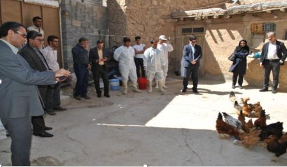 آغاز مرحله جدید واکسیناسیون رایگان طیور روستایی در خراسان شمالی