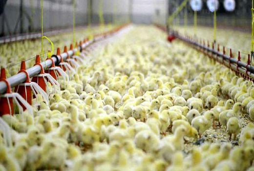 وضعیت جوجه ریزی استان اصفهان  مطلوب است