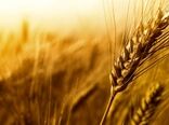 پایان برداشت گندم در سرخه؛ افزایش ١٧ درصدی تحویل گندم به مراکز خرید