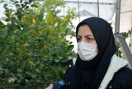 صادرات میوه‌های نیمه گرمسیری روند افزایشی دارد