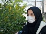 صادرات میوه‌های نیمه گرمسیری روند افزایشی دارد