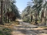 آغاز سمپاشی نخیلات شهرستان مُهر برای مقابله با کنه تارتن