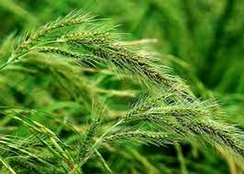 مبارزه شیمیایی با علف های هرز در ۱۰۷۶۰ هکتار از مزارع کشاورزی شهرستان البرز